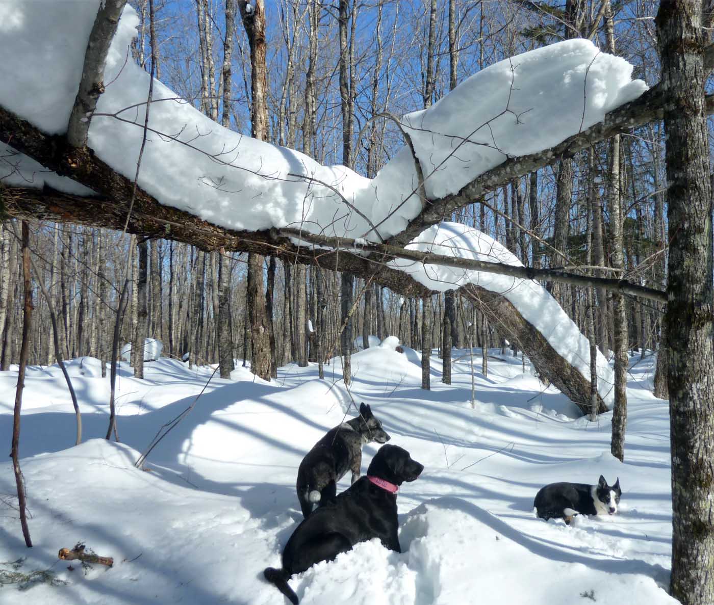 campsnow865.jpg
