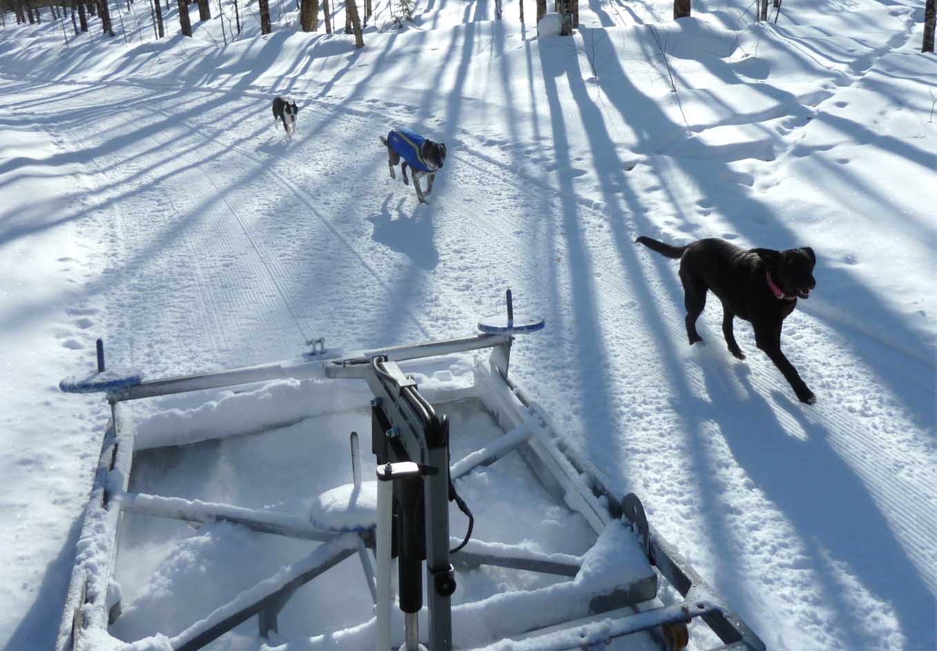 campdragdogs775.jpg