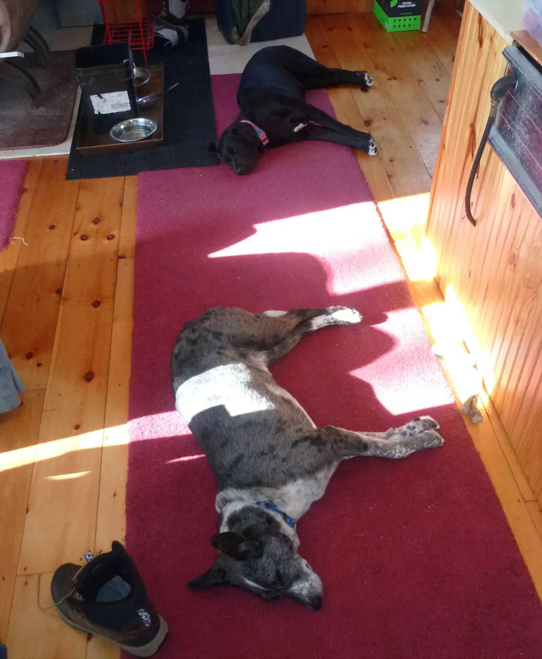 campdogstired23.webp
