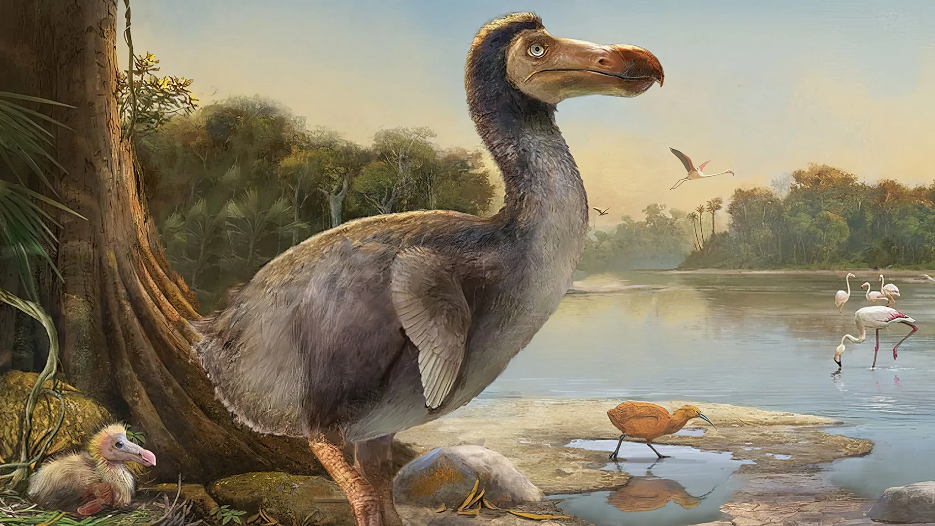 dodo-Header-blog.webp
