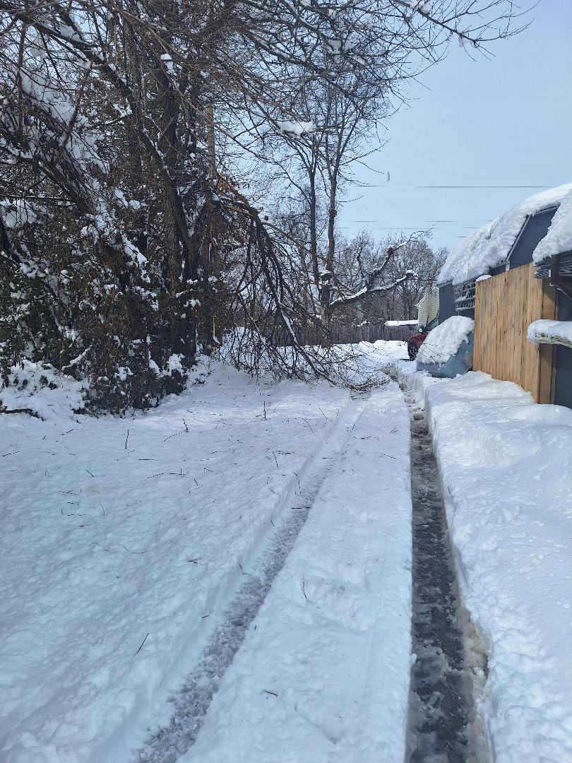 Downed limbs 01.jpg