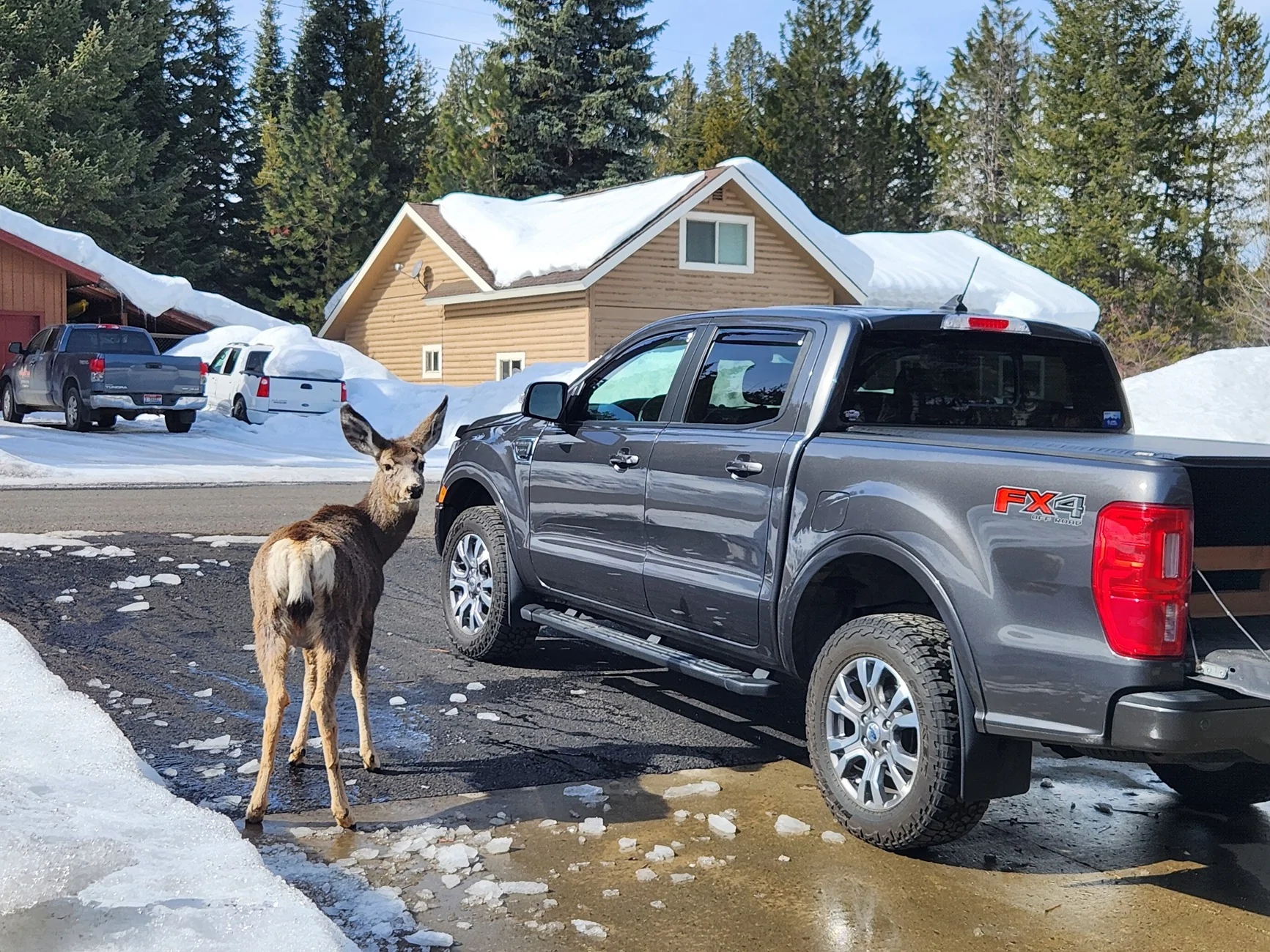 deer and ranger 030825.webp