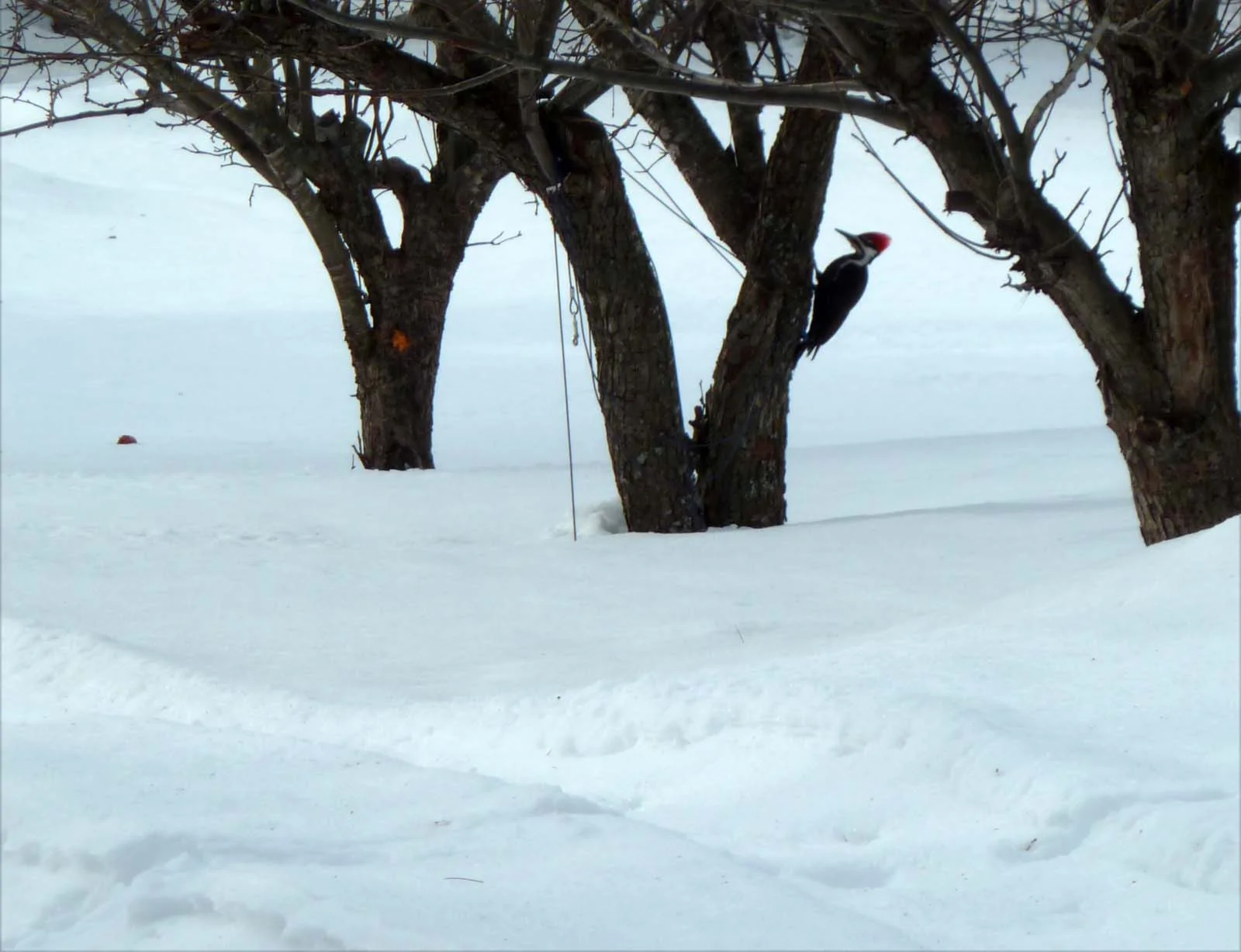 pileated81.webp