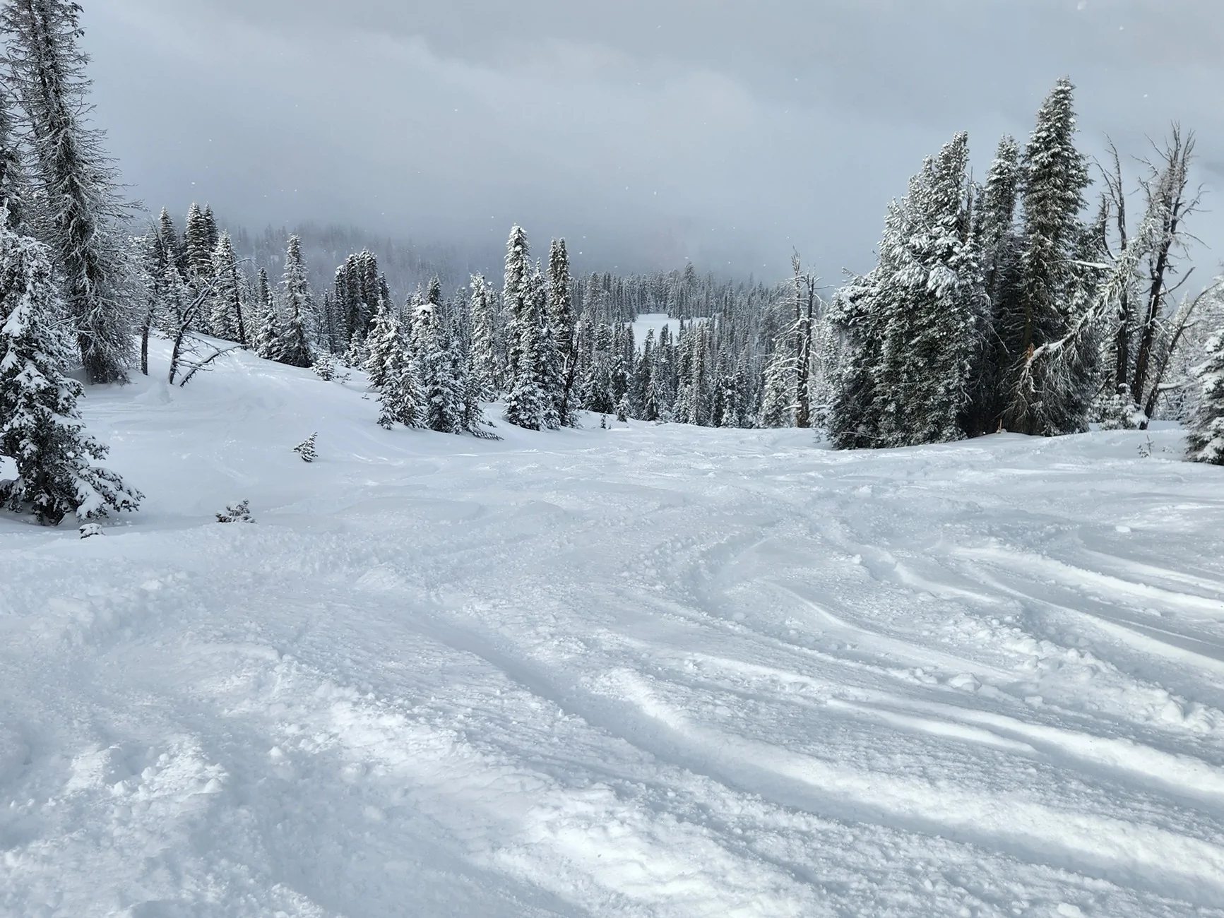 meadow bowl.webp