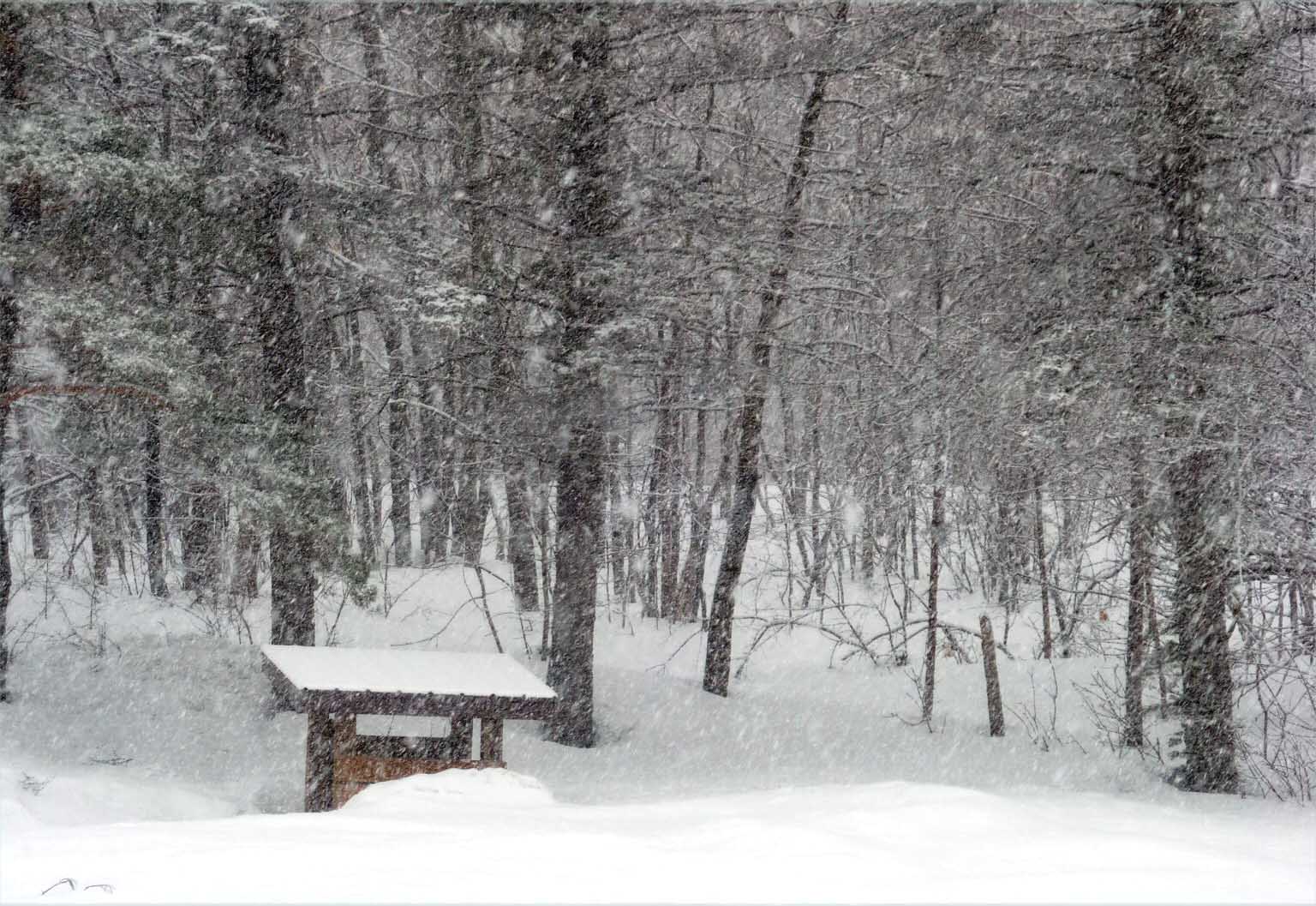 snowing0241.jpg