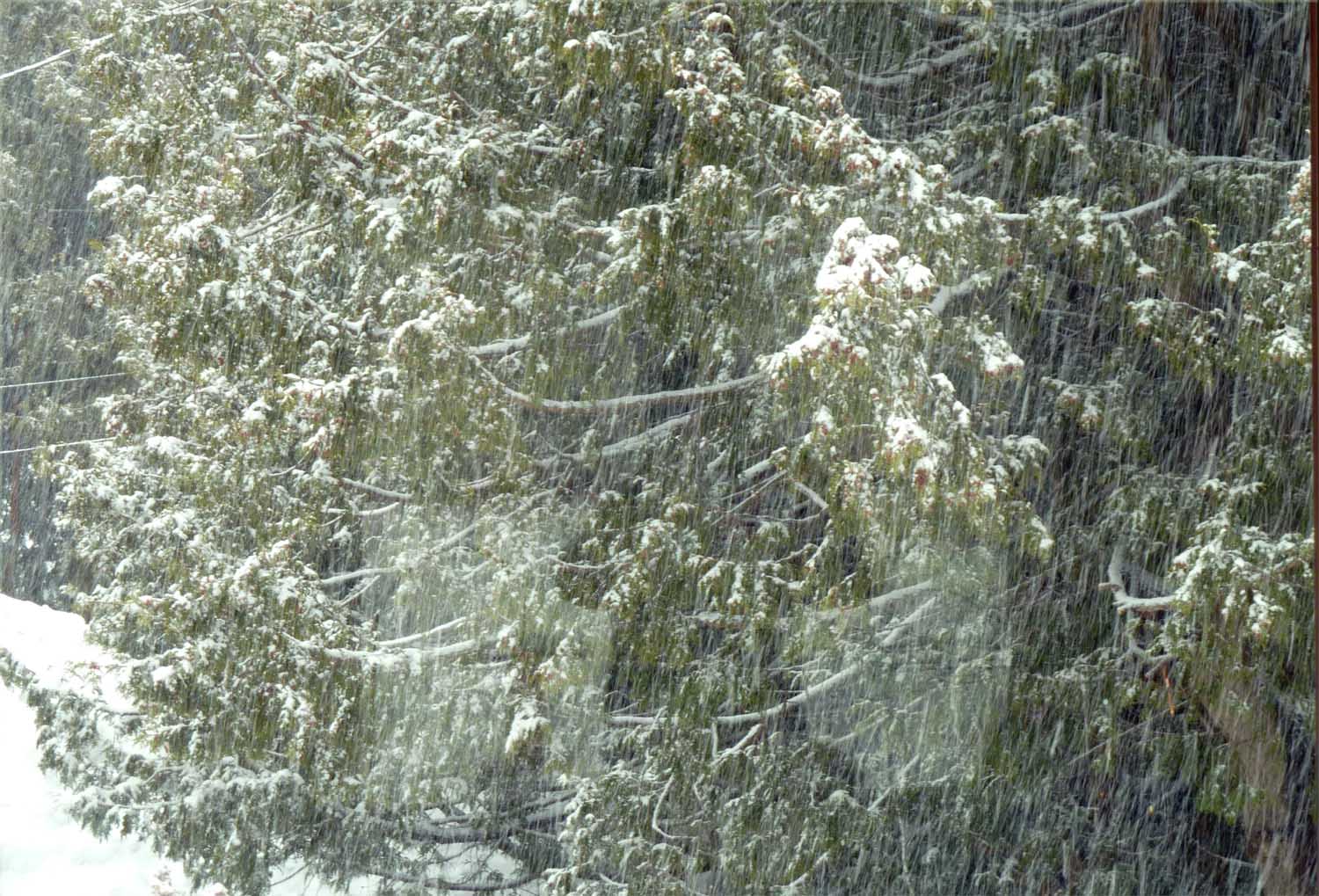 snowing40.jpg