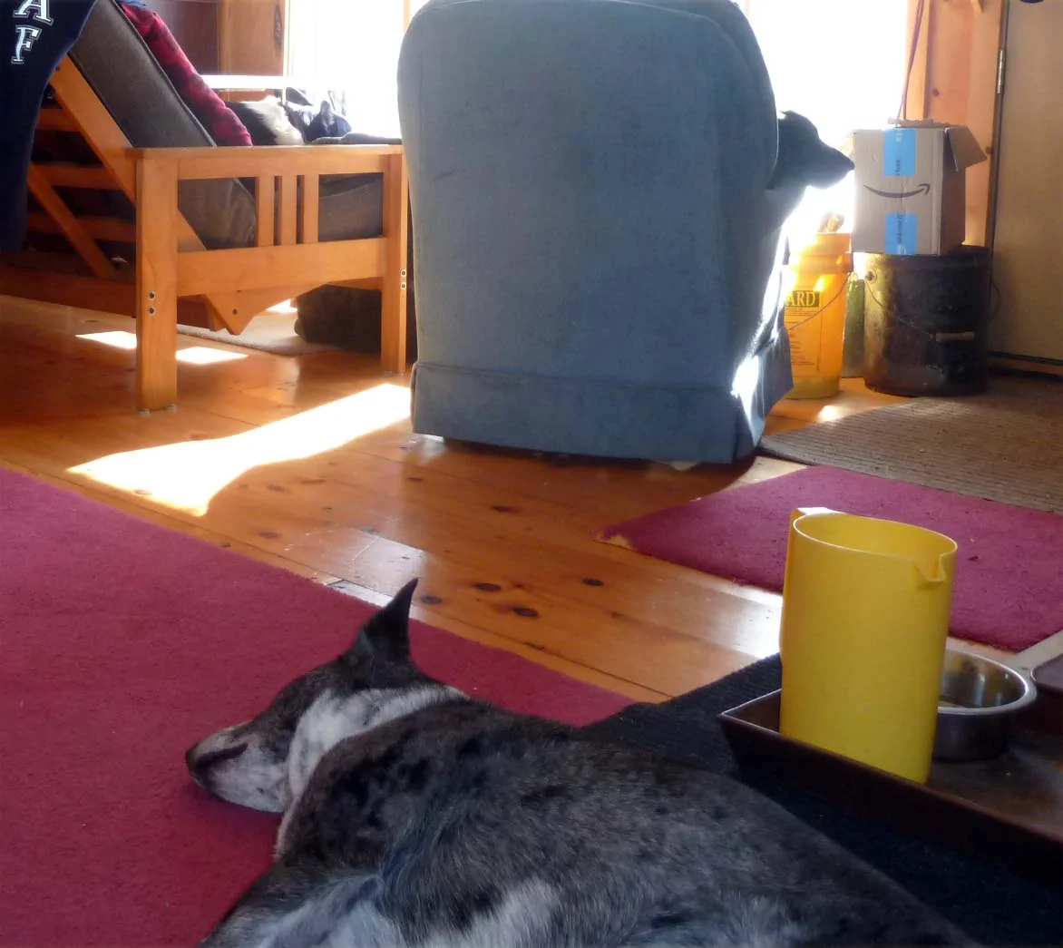 campdogsnape0699.webp