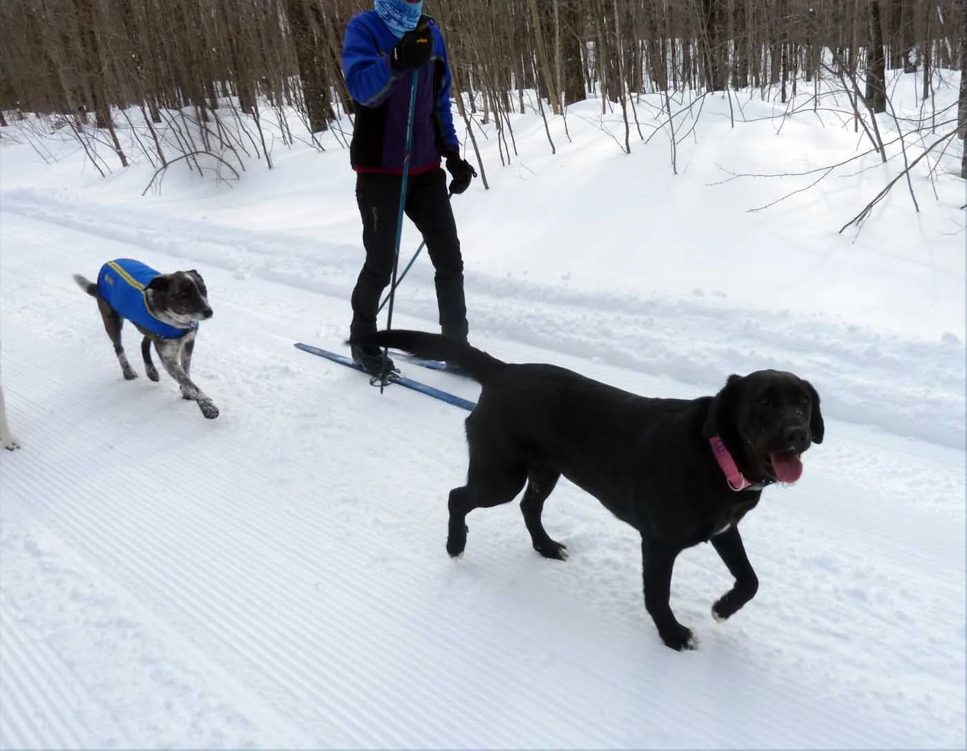 brtdogs0778.webp