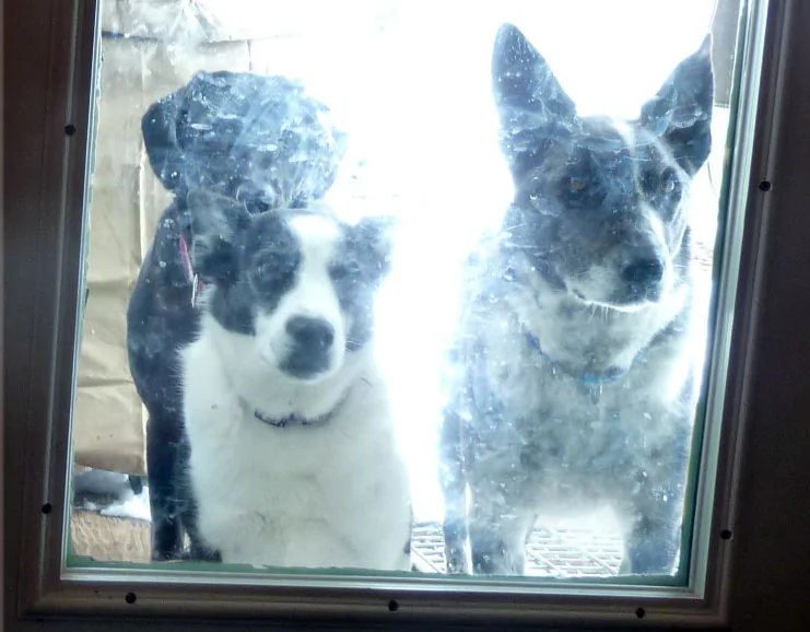 campdogsin726.webp
