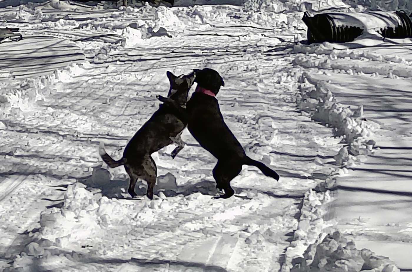 campdogsplay301.jpg