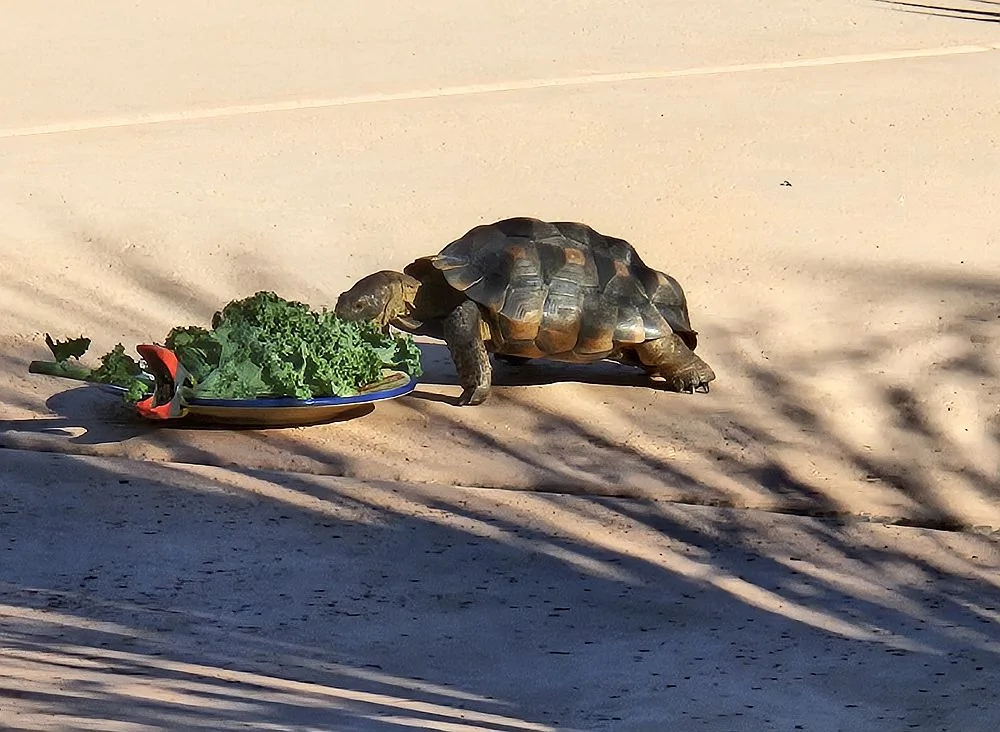 First meal of 2026_1.webp