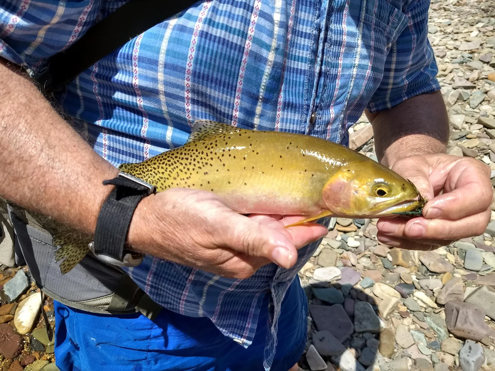 IMG_20190613_132316003_HDR.webp