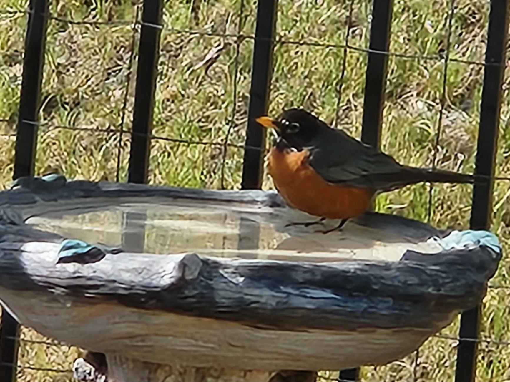 robin.webp