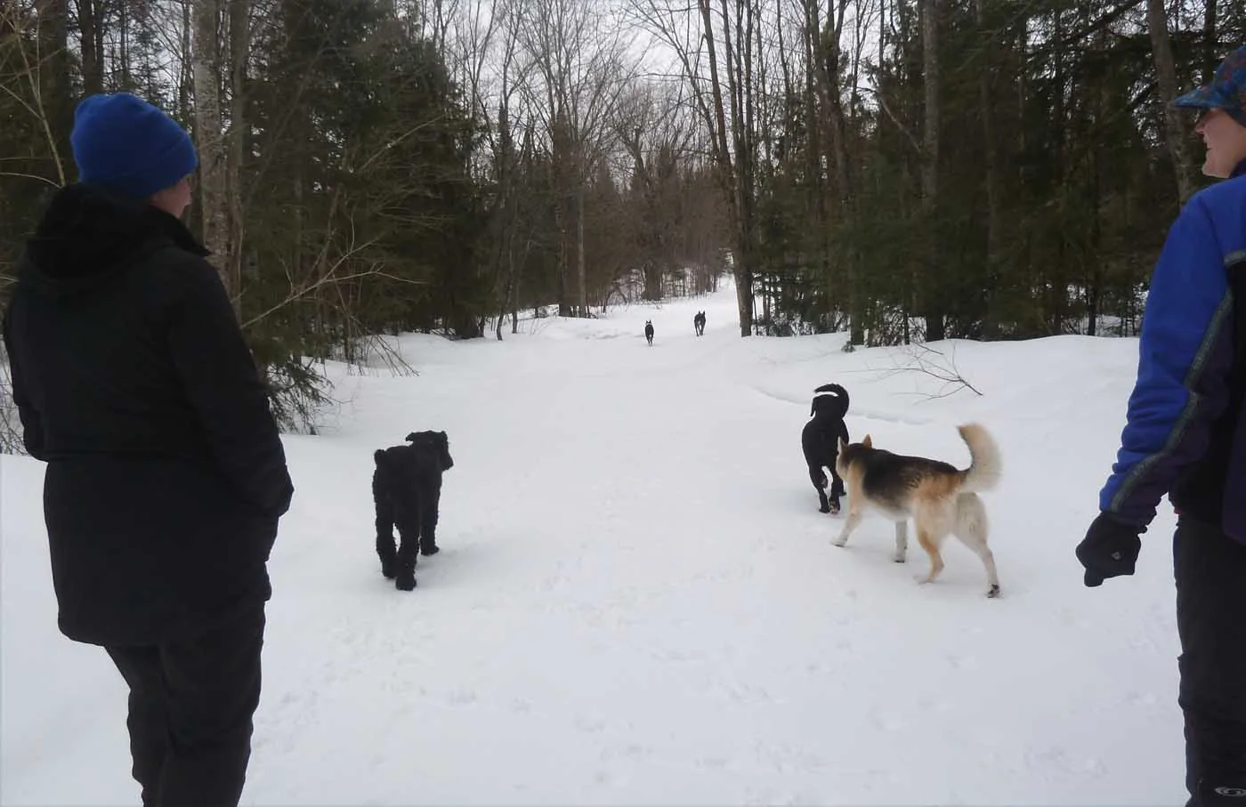 campdogwalk.webp