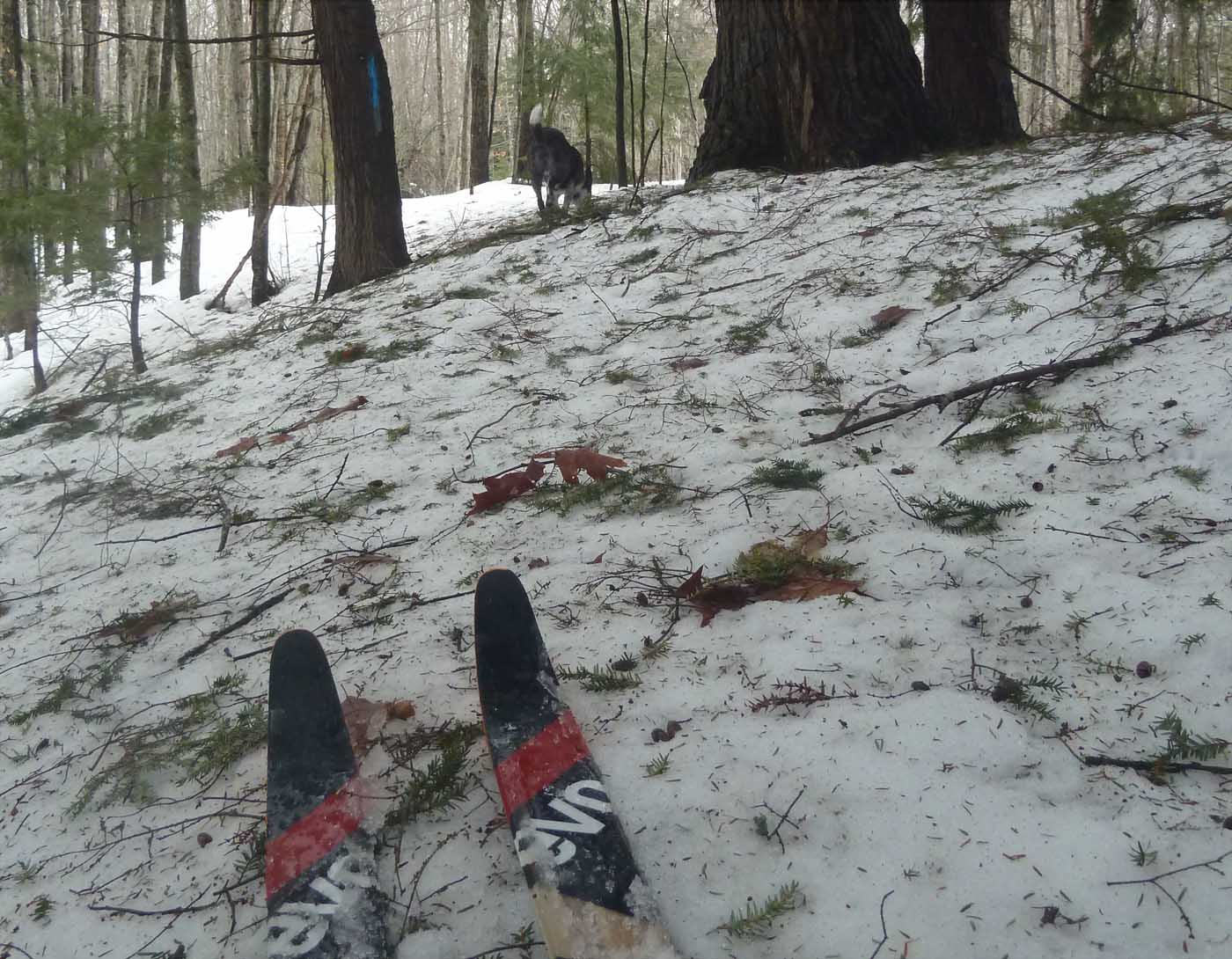 snowchas20515.jpg