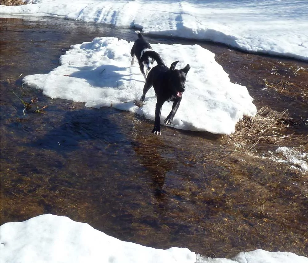 crskidogs576.webp