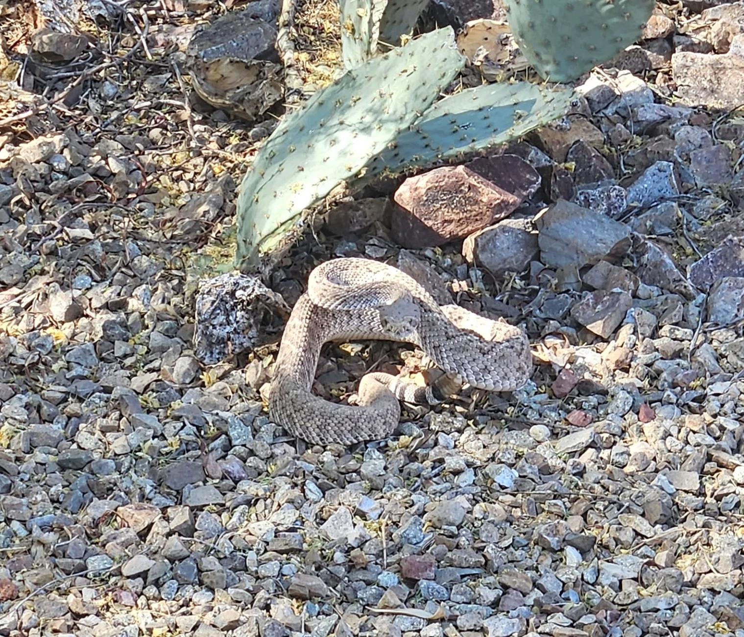 Rattlesnake.webp