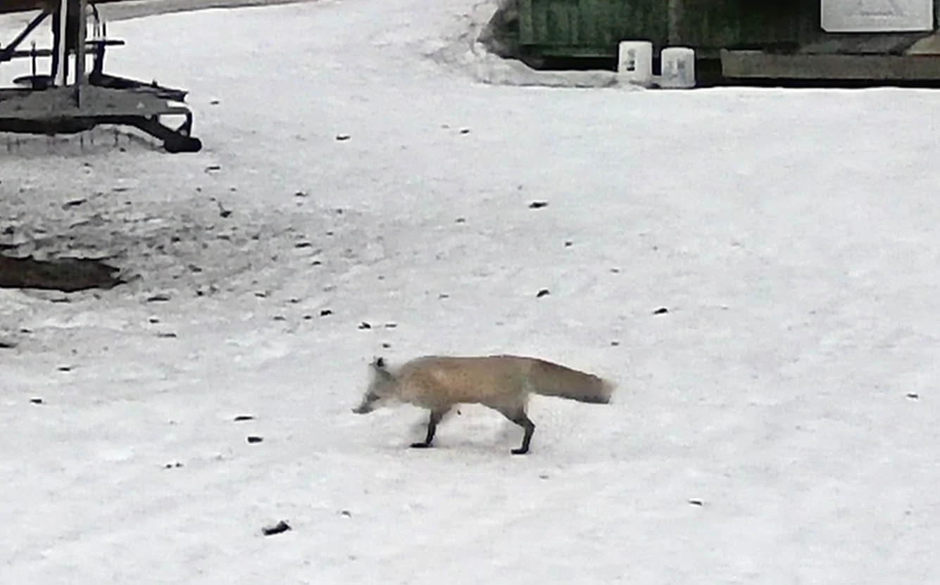 campfox0064.webp