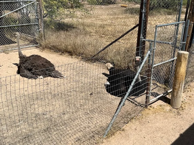 IMG_5553.webp