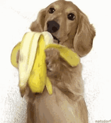 dog-banana.gif