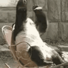 IMG_4535.gif