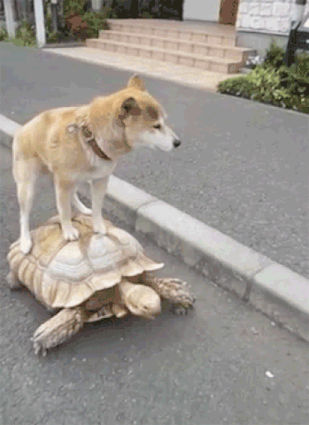 1778187584590-89.gif