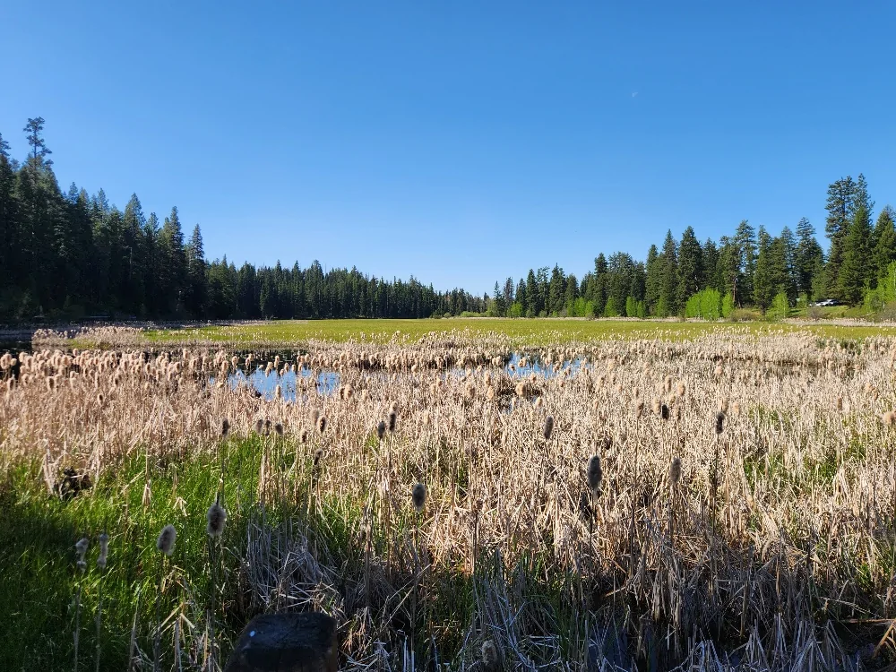 Lily marsh 2.webp