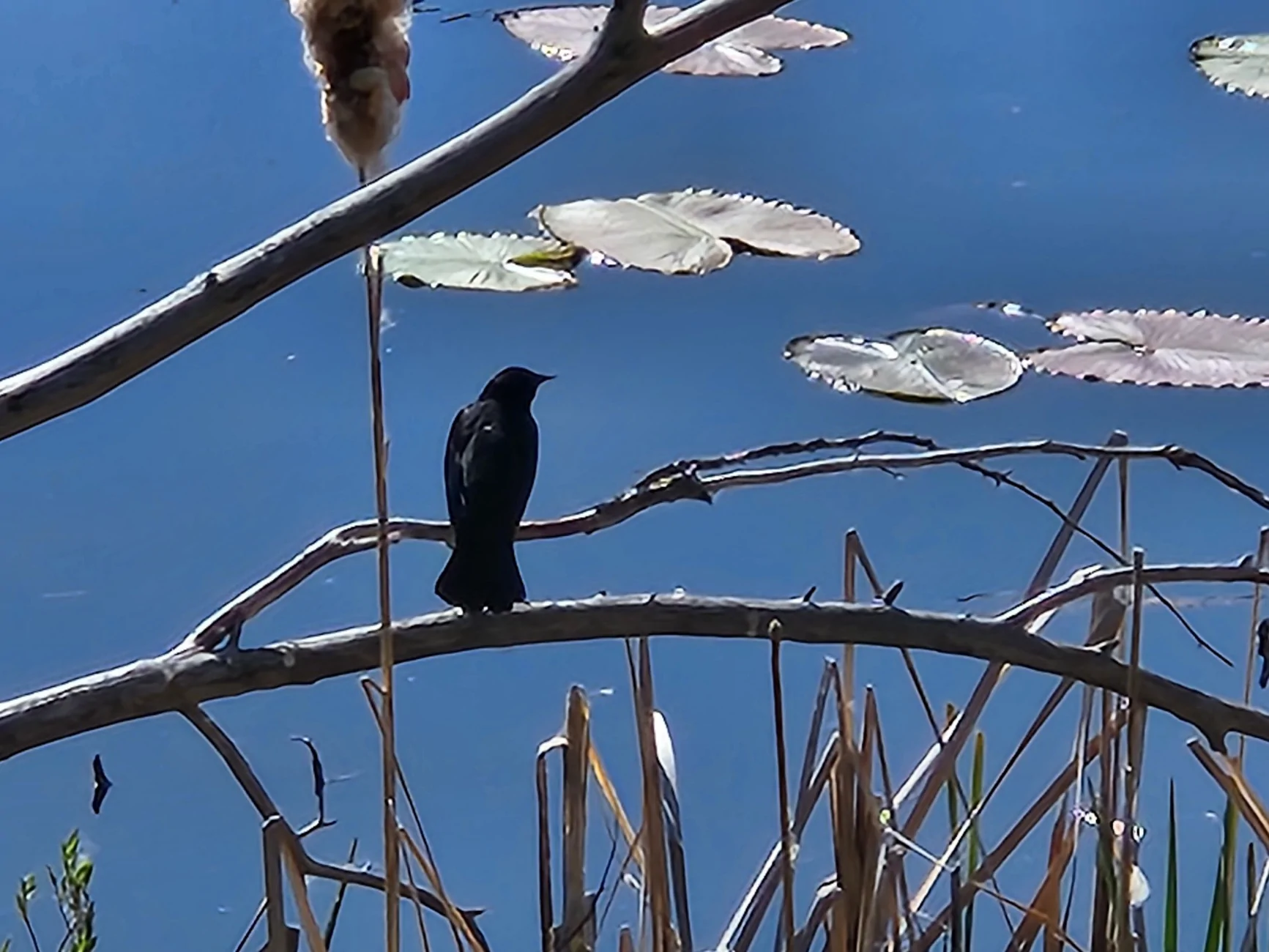 Blackbird and lily pads.webp