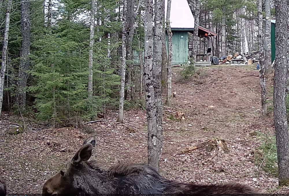 campmoose0023.jpg
