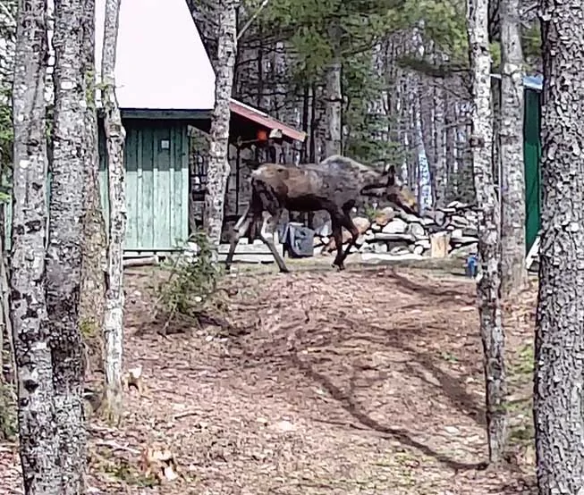 campmoose0025.webp