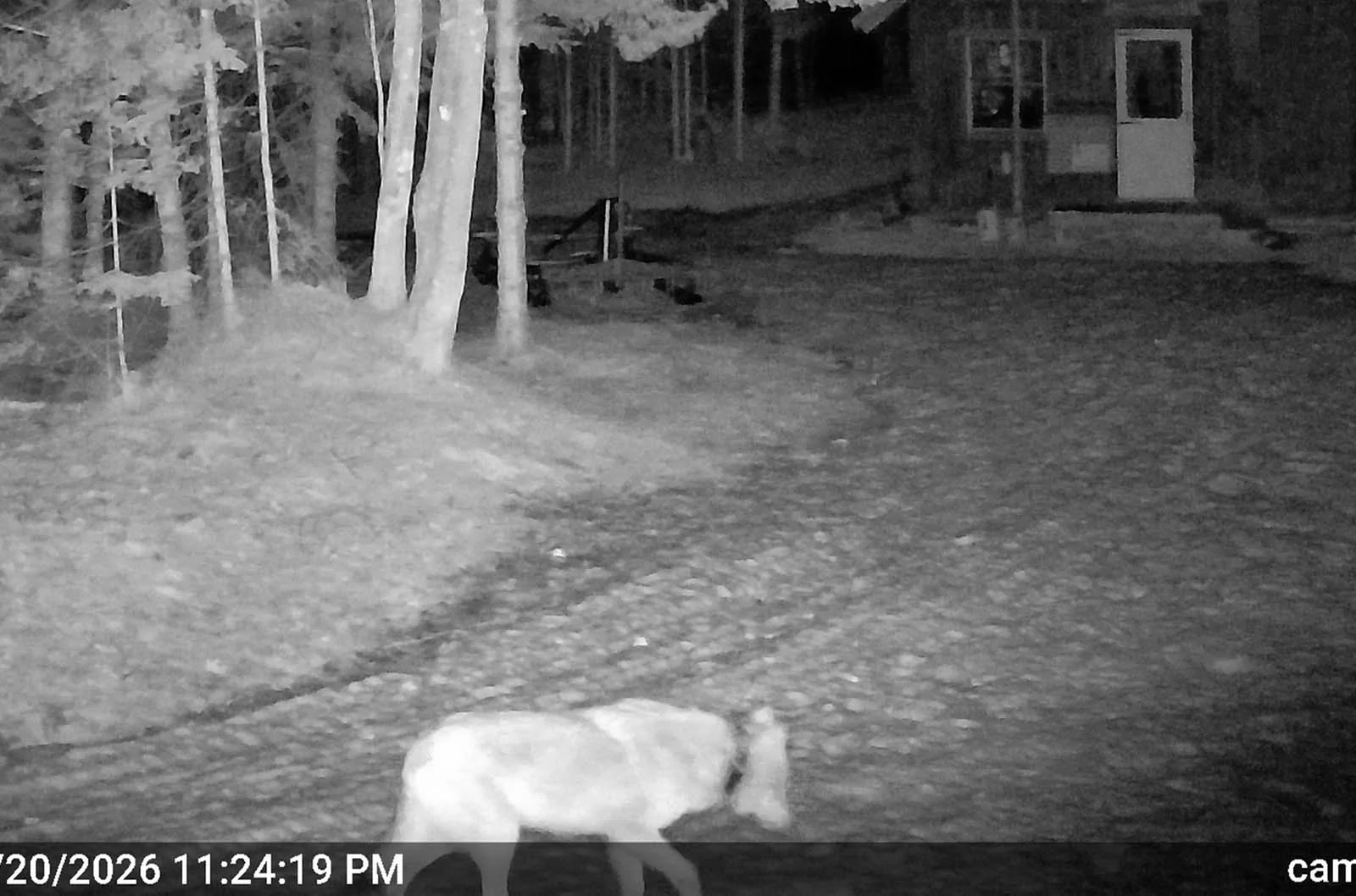 campwolf10.webp
