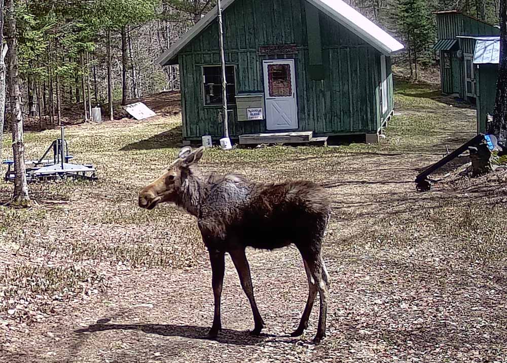 campmoose144.jpg