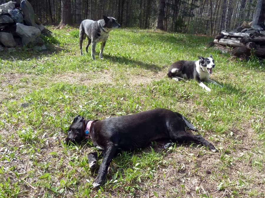 campdogs815.jpg