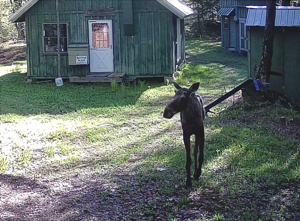 campmoose163.jpg