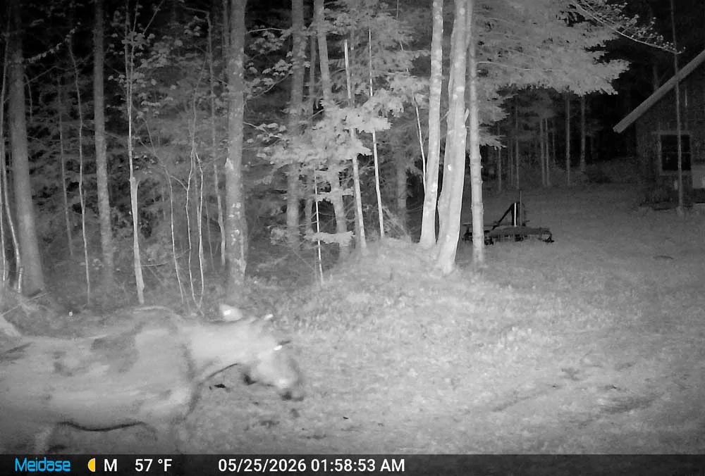campmoose0087.webp