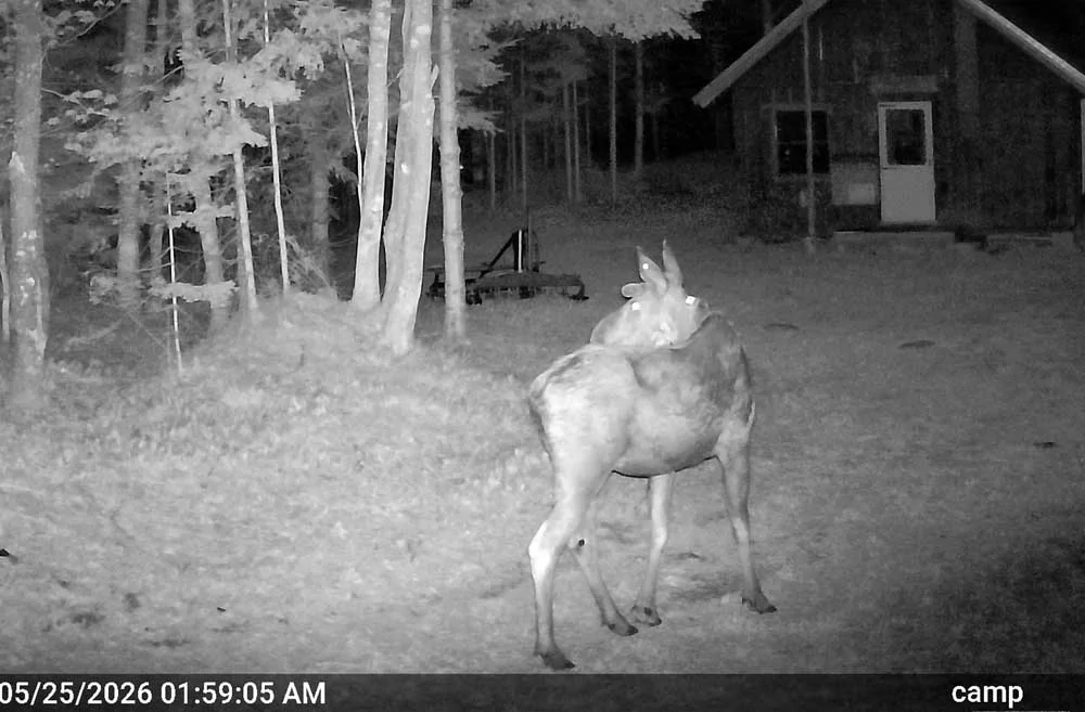 campmoose093.webp