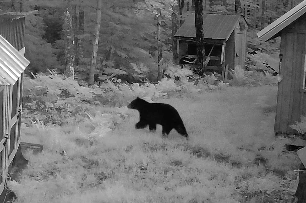 campbear553.webp