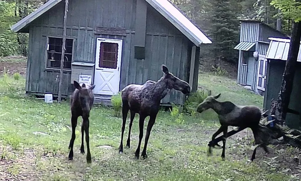 campmoose177.webp
