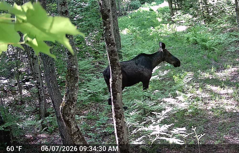 campmoose268.jpg