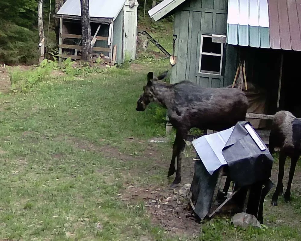 campmoose538.webp