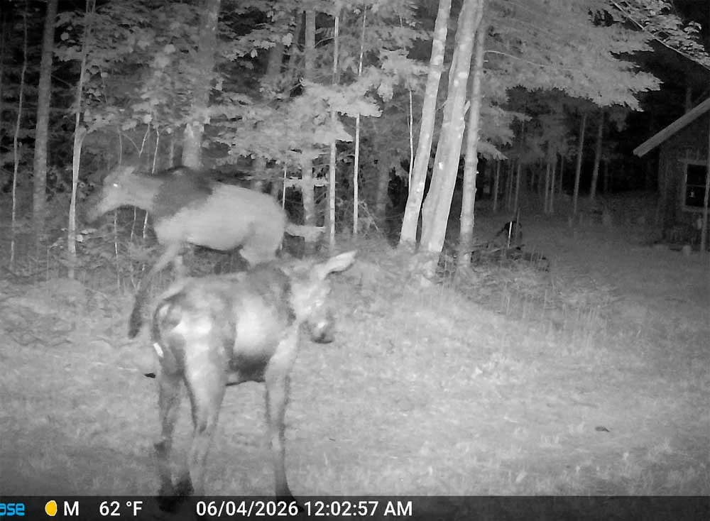 campmoose134.webp