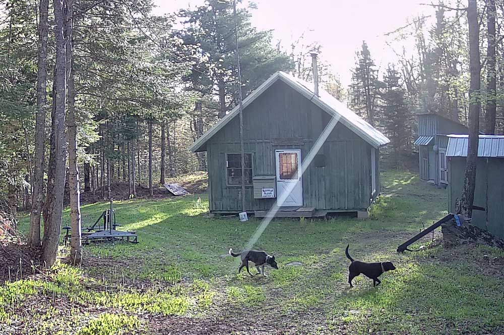 campdogs15.jpg