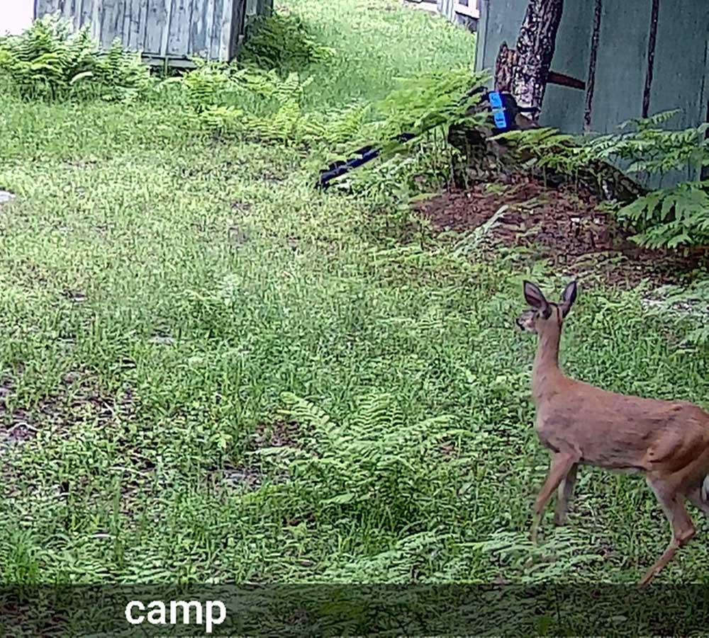 campdeer270.jpg