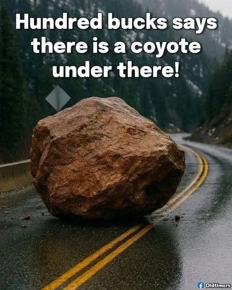 Coyote.jpg.webp