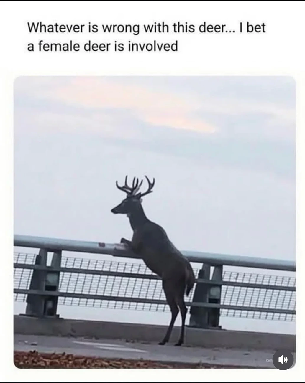 Deer.webp