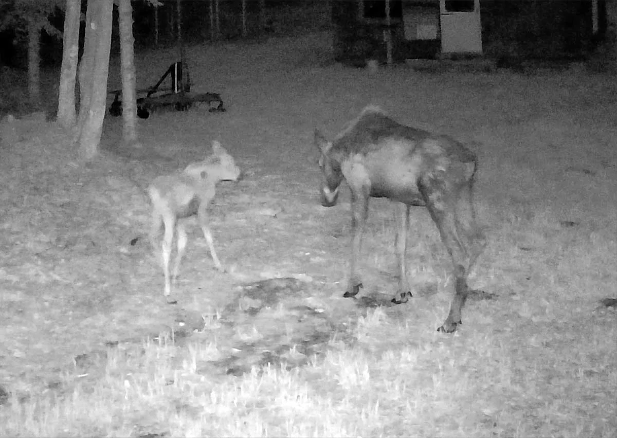 campmoosecalve532.webp
