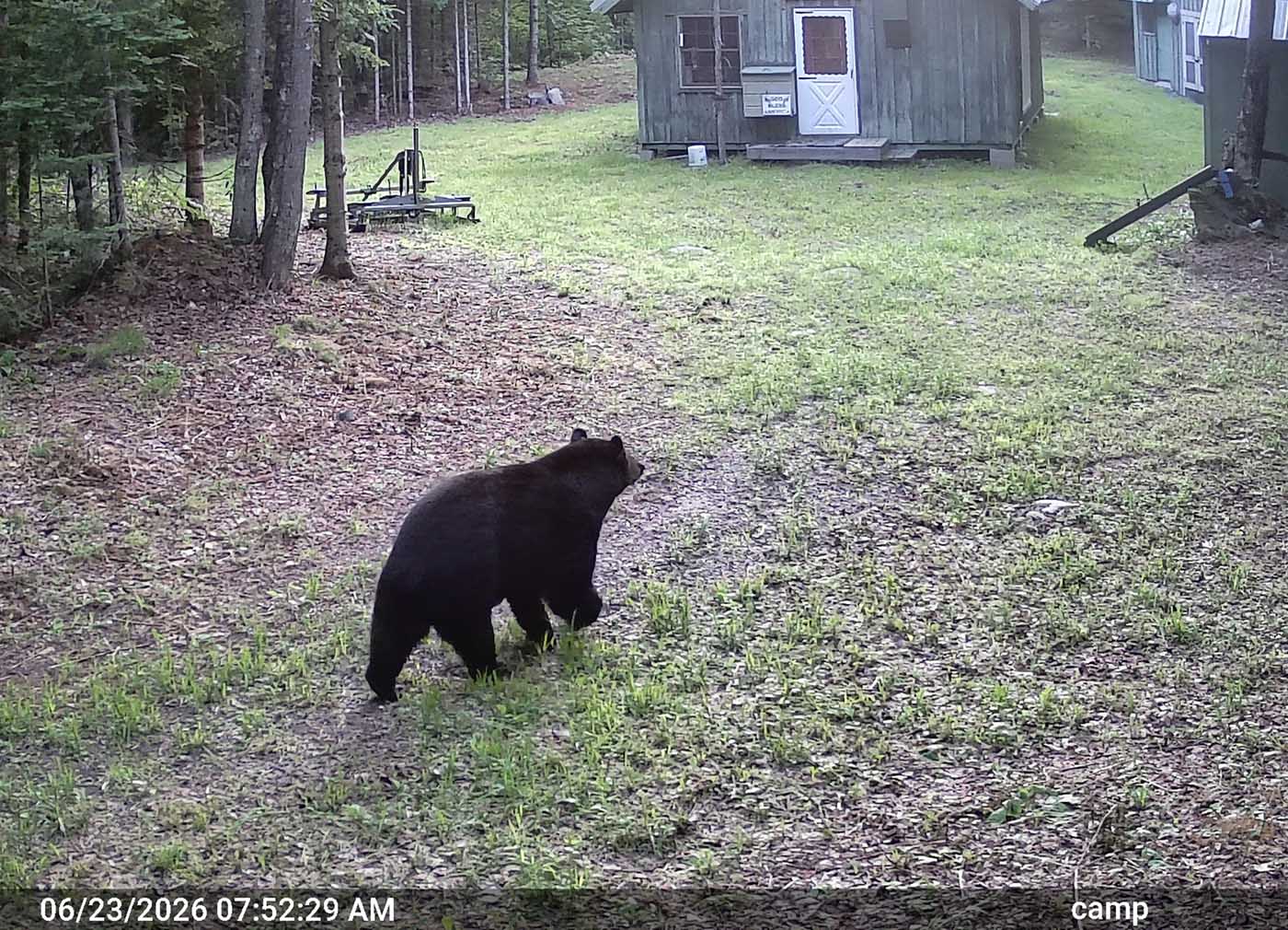 campbearday93.jpg