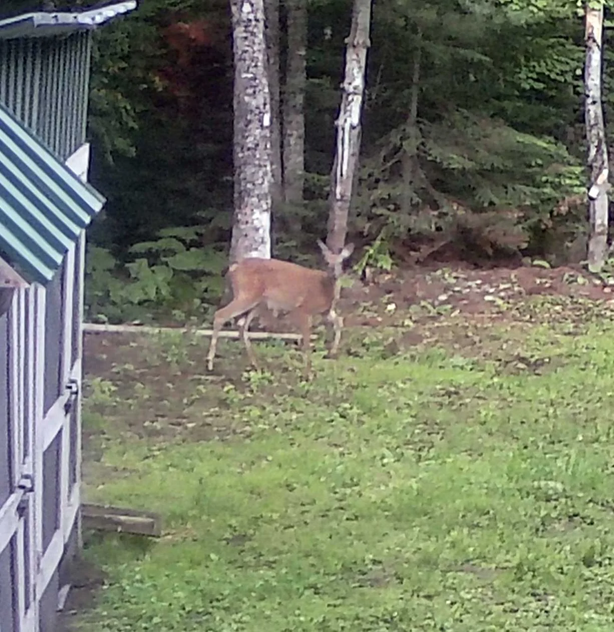 campdear0100.webp