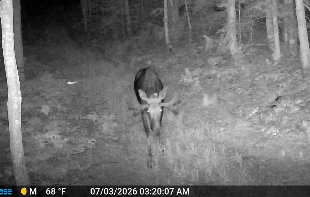 campmoosebull5.webp