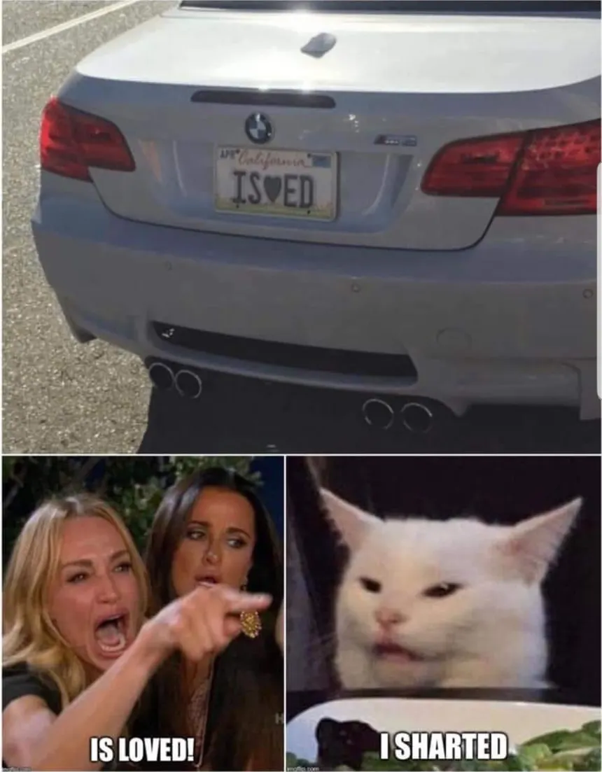 Cat.webp